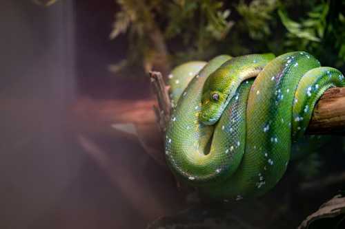 A green snake coiled on a branch, surrounded by foliage in a naturalistic setting.