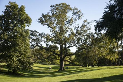 A large tree stands in a grassy field, surrounded by smaller trees and a clear blue sky.