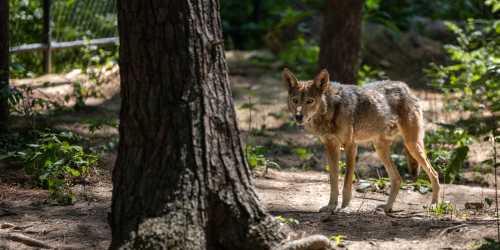 A coyote stands in a forested area, surrounded by trees and greenery, looking curiously at the camera.