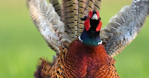 A colorful pheasant displaying its feathers against a blurred green background.