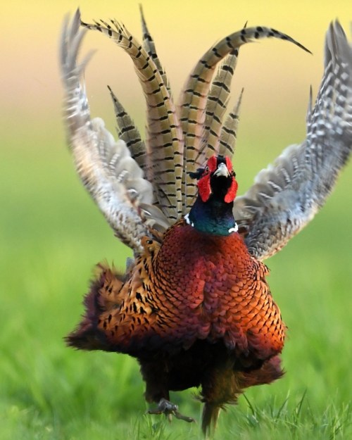 A colorful pheasant displaying its feathers in a grassy field, showcasing vibrant plumage and striking colors.