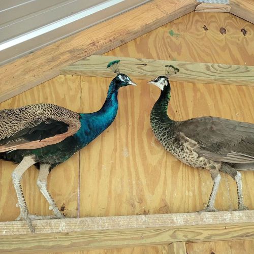 Two peacocks perched on a wooden surface, one vibrant blue and the other more muted in color, facing each other.