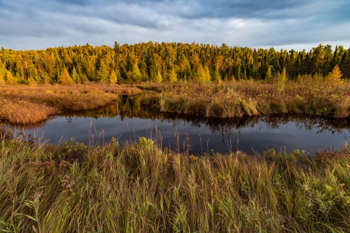A serene wetland scene with a calm pond surrounded by lush greenery and autumn-colored trees under a cloudy sky.