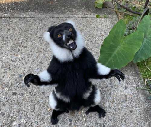 A black and white lemur stands on a concrete surface, looking up with an open mouth and outstretched arms.