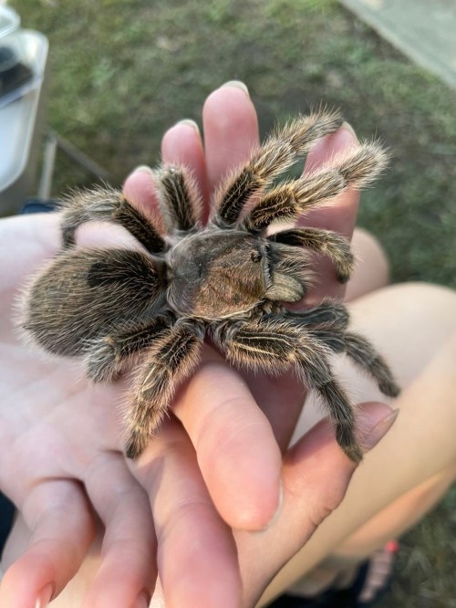 A large tarantula resting on a person's hand, showcasing its hairy legs and body against a natural background.