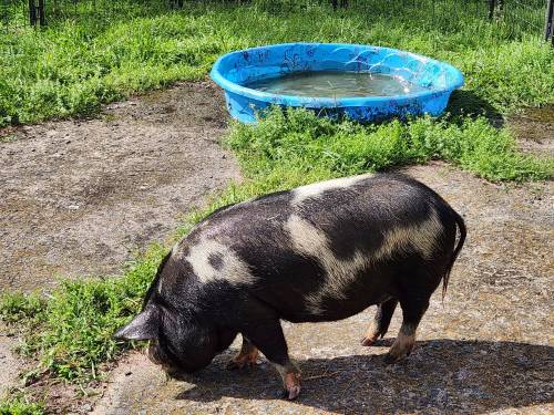 A black and white pig forages on the ground near a blue kiddie pool filled with water. Green grass surrounds the area.
