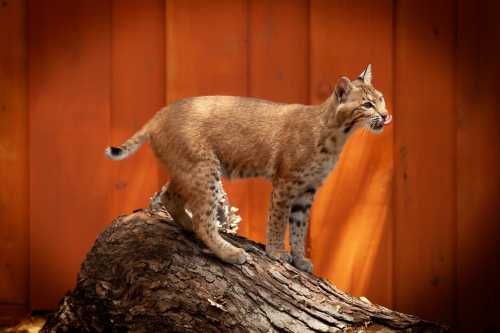 A bobcat stands on a log, licking its nose, with an orange wooden background.