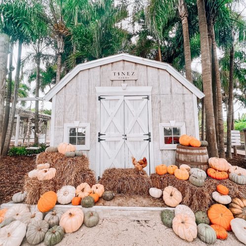 A rustic shed surrounded by pumpkins and hay bales, set among palm trees in a charming outdoor scene.