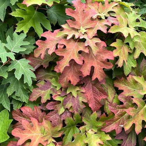 A close-up of vibrant green and reddish-orange leaves overlapping on a bush.