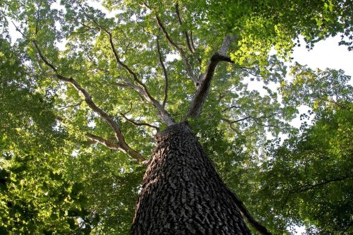 Looking up at a tall tree with a textured trunk and lush green leaves against a bright sky.