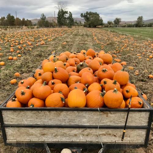 A trailer filled with bright orange pumpkins in a field, surrounded by more pumpkins and trees in the background.