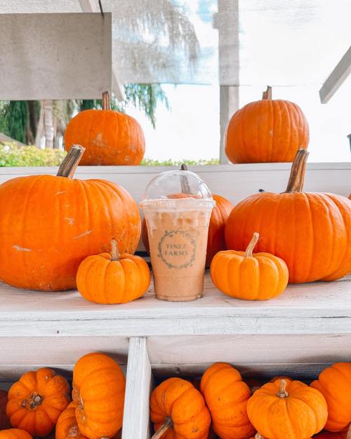 A variety of orange pumpkins surround a frosty pumpkin spice drink on a wooden shelf.