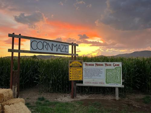 A corn maze sign at sunset, with a map and game instructions nearby, surrounded by tall cornfields.