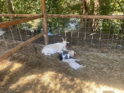 A white goat rests beside two young goats in a shaded area with straw and a wooden fence.