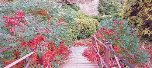 A wooden bridge leads through vibrant red and green foliage in a serene, natural setting.