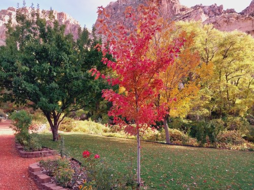 A vibrant autumn scene featuring a red-leaved tree surrounded by green trees and colorful foliage in a serene garden.
