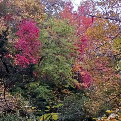 Vibrant autumn foliage with red, orange, and green leaves in a wooded area.