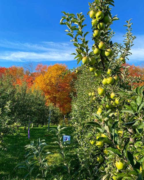 A sunny apple orchard with green apples on trees and vibrant autumn foliage in the background.