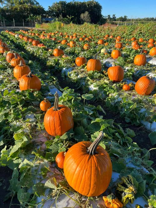A vibrant pumpkin patch with numerous orange pumpkins surrounded by green vines under a clear blue sky.