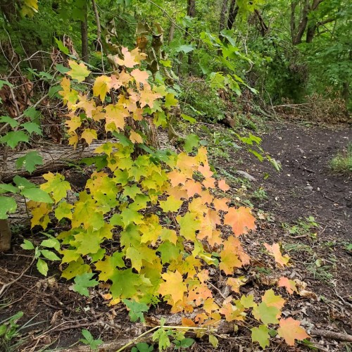 A cluster of yellow and green maple leaves in a wooded area, with a dirt path visible in the background.