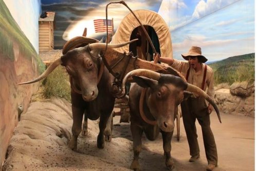 A man guides two oxen hitched to a covered wagon in a scenic, rustic setting.