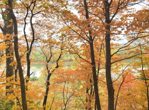 A serene view of a lake surrounded by trees with vibrant autumn leaves in shades of orange and yellow.