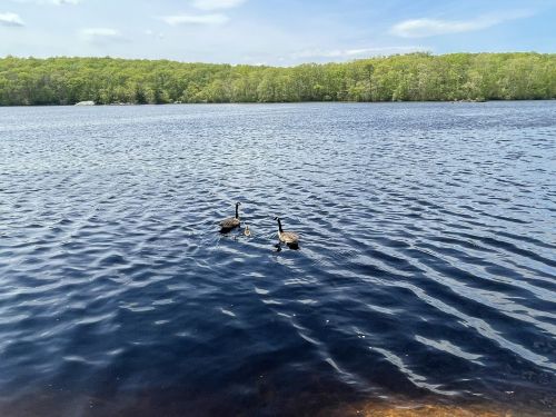Two ducks swim on a calm lake surrounded by lush green trees under a clear blue sky.