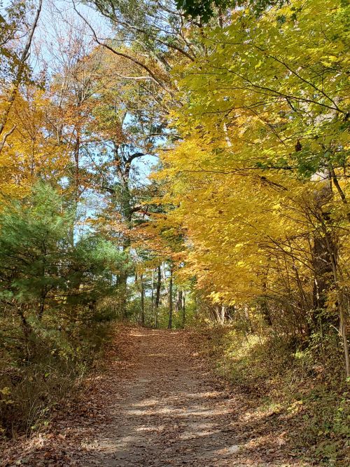 A serene dirt path winding through a forest with vibrant autumn leaves in shades of yellow and orange.