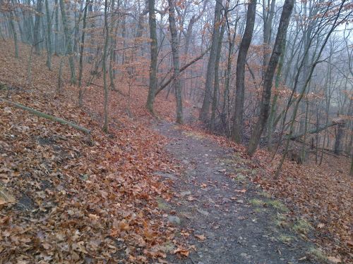 A winding dirt path through a foggy forest with bare trees and fallen leaves on the ground.