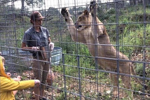A lioness reaches through a fence while a caretaker feeds her, with children watching from outside the enclosure.