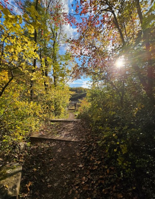 A sunlit path through vibrant autumn foliage, leading into a serene wooded area.