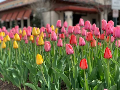 A vibrant field of tulips in pink, yellow, and red, blooming under bright sunlight.