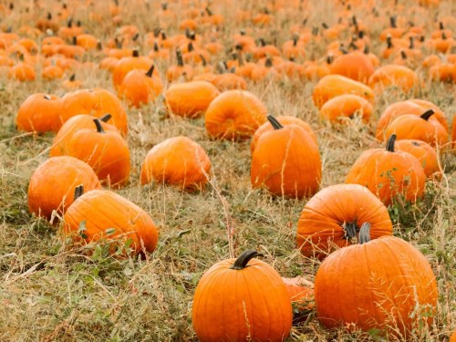 A field filled with numerous bright orange pumpkins scattered across dry grass.