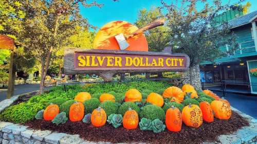 Sign for Silver Dollar City surrounded by vibrant orange pumpkins and greenery, set in a sunny outdoor environment.