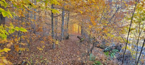 A serene forest path lined with trees, showcasing vibrant autumn leaves in shades of yellow and orange.