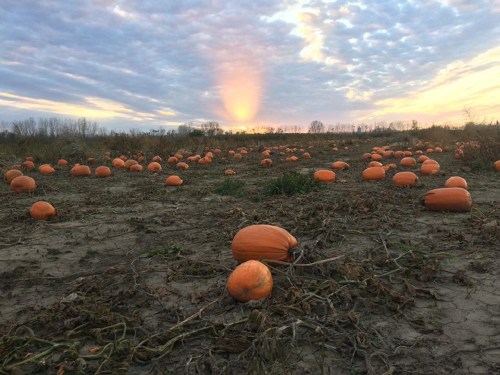 A pumpkin field at sunset, with numerous orange pumpkins scattered across the ground under a cloudy sky.