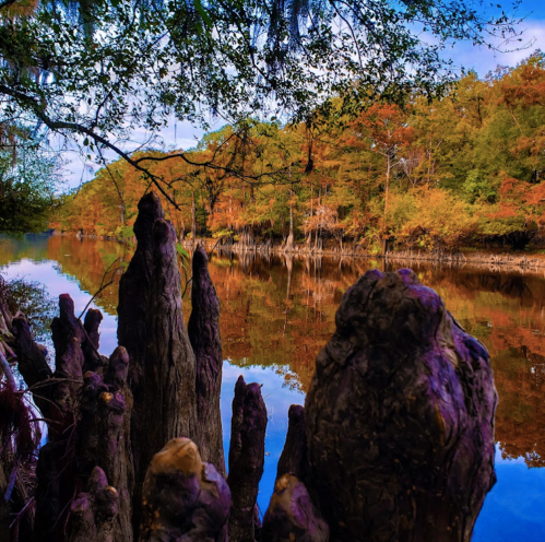 A serene river scene with colorful autumn trees reflected in the water, framed by unique tree stumps in the foreground.