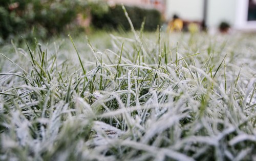 Frost-covered grass blades glisten in the morning light, creating a serene winter landscape.