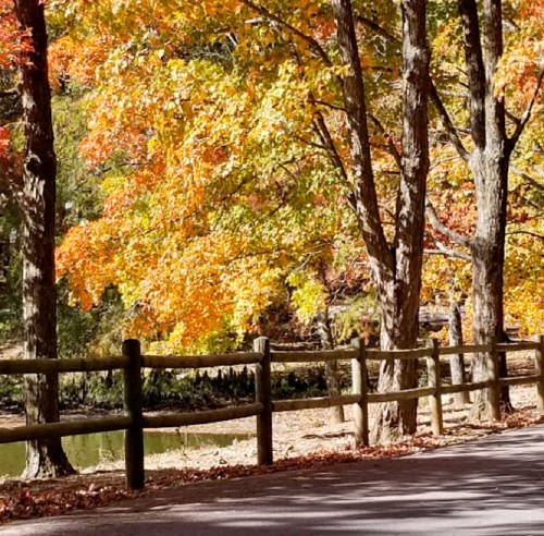 A scenic view of a tree-lined path with vibrant autumn foliage and a wooden fence beside a calm water body.