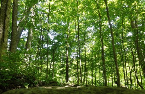 Lush green forest with tall trees and sunlight filtering through the leaves, creating a serene natural atmosphere.