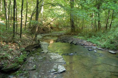 A serene forest scene featuring a winding creek surrounded by lush green trees and rocky banks.