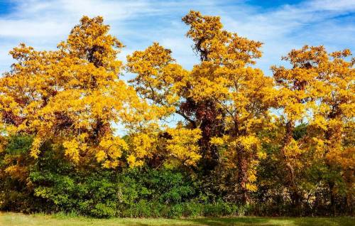 Vibrant yellow trees against a blue sky, with green foliage at the base, showcasing autumn colors.