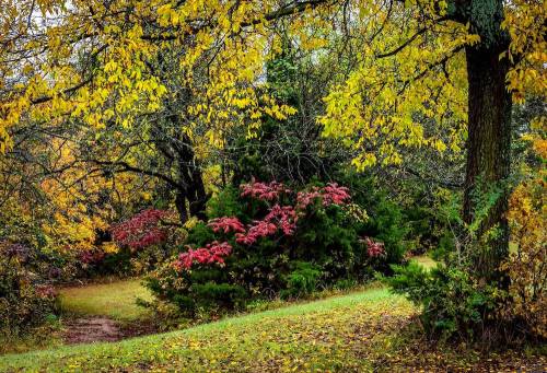 A serene autumn landscape with vibrant yellow leaves and clusters of red flowers among green trees.