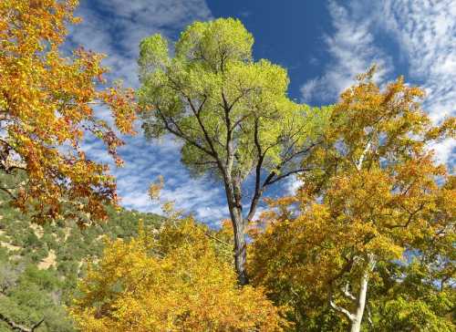 A tall green tree surrounded by vibrant autumn foliage under a blue sky with scattered clouds.