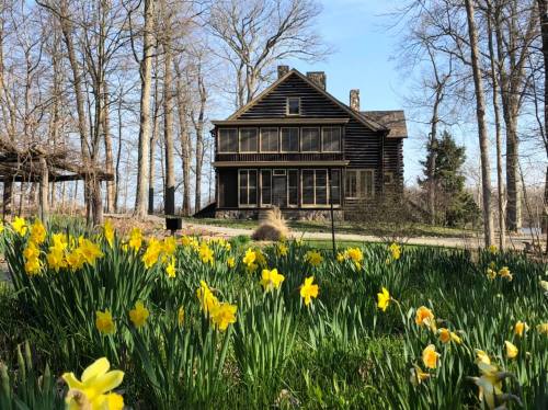 A rustic wooden house surrounded by blooming yellow daffodils and trees under a clear blue sky.