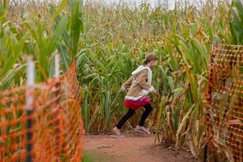 A young girl runs through a corn maze, surrounded by tall corn plants and orange safety fencing.