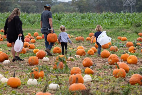 A family walks through a pumpkin patch, carrying pumpkins and bags, surrounded by various pumpkins in the field.