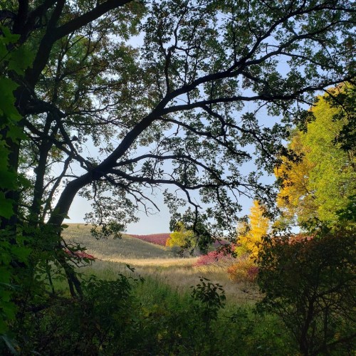 A serene landscape framed by trees, showcasing rolling hills and vibrant autumn foliage in the background.