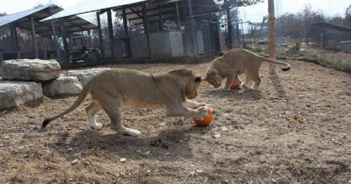 Two young lions play with orange balls in a sandy enclosure, surrounded by rocks and a fenced area.