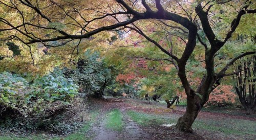 A serene forest path lined with colorful autumn trees and fallen leaves, creating a peaceful, natural atmosphere.
